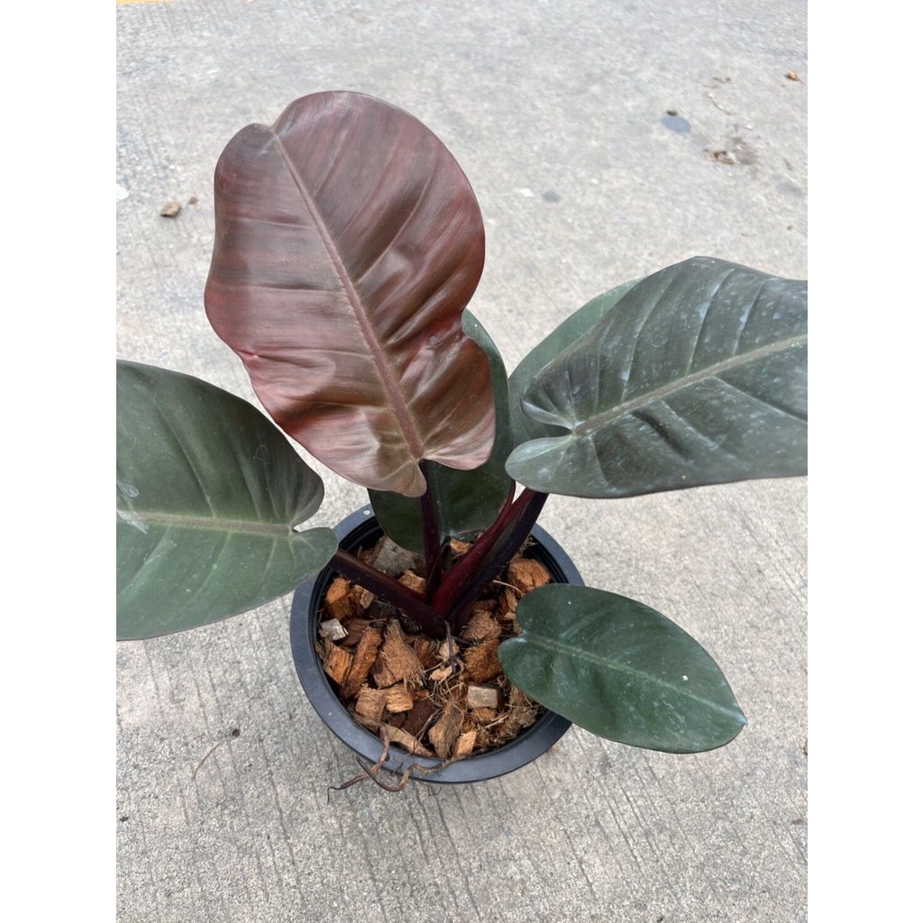 มุมมอง 5