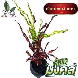 ต้นโกศล ต้นไม้มงคล โกศล (Croton) ใบเกลียวโปเต้  เกลียวแดง แดงนำโชค ไม้มงคล  เรียกโชคเงินทอง (เกลียวแดง)