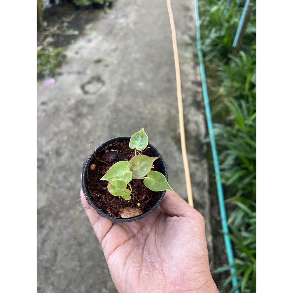 มุมมอง 6