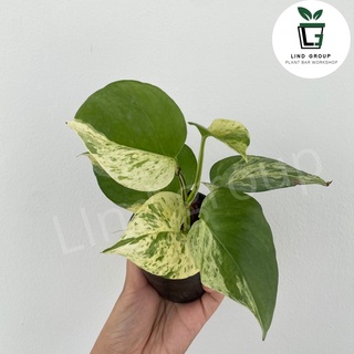 [🔥โค้ดลดเพิ่ม] พลูหินอ่อน/พลูราชินีหินอ่อน Marble Queen (Epipremnum aureum) กระถางพลาสติกสีดำ 3 นิ้ว