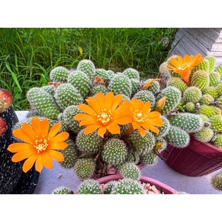 แคคตัส : รีบูเทียเลื้อยดอกส้ม Rebutia Pulvinosa ในกระถาง2นิ้ว