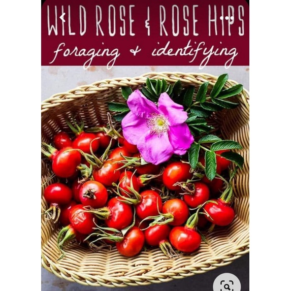 ถูกที่สุดเมล็ดสำหรับเพาะ Rosehip //โรสฮิป 6เมล็ด รูปที่ 5