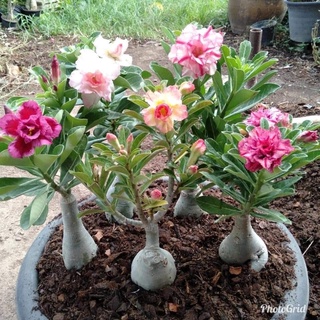 12 เมล็ด เมล็ดพันธุ์ ชวนชม สายพันธุ์ฮอลแลนด์ คละสี Adenium Seeds