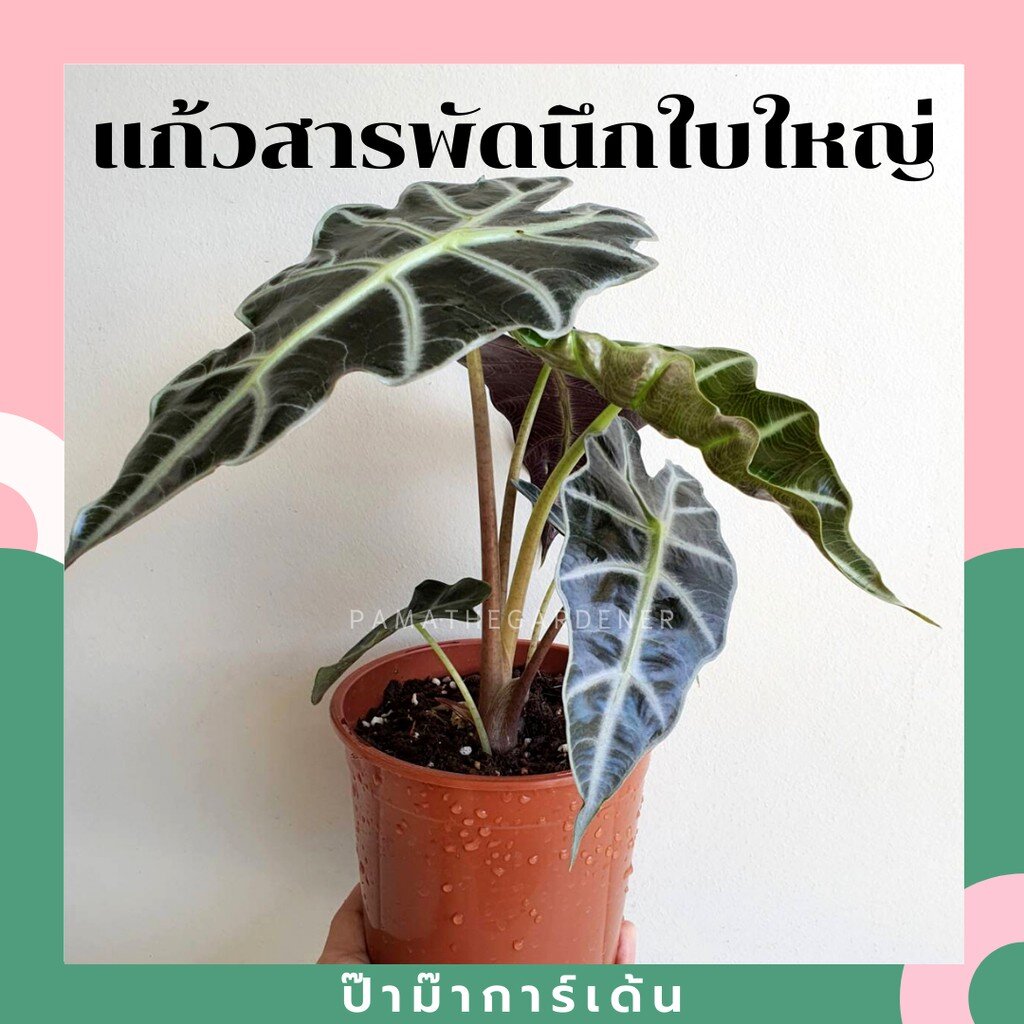 มุมมอง 3