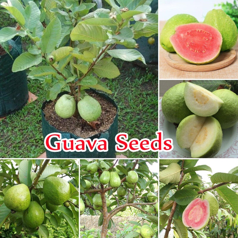 Guava Seeds for Planting (100 ชิ้น/ถุง) พันธุ์ไม้ผล เมล็ดพันธุ์ Tropical Fruits Seeds ต้นไม้มงคล ต้น