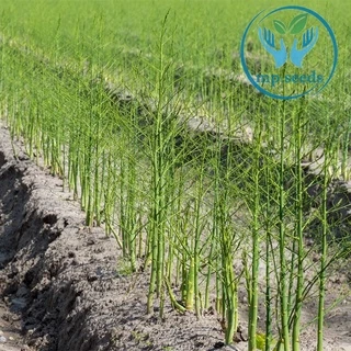 เมล็ดหน่อไม้ฝรั่ง หน่อไม้ฝรั่ง Asparagus U800 F1 ***Emerald Seed Co.ltd USA***