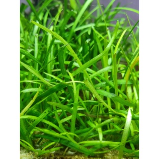 ต้นไม้น้ำ หญ้าซาจิเทอเรีย Sagittaria Subulata ใบบก ใบน้ำ (5-7 ต้น)