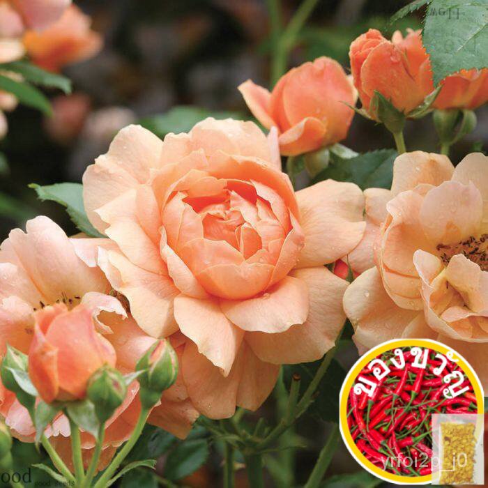 เมล็ดกุหลาบแท้ 100% นำเข้าจากต่างประเทศ 5 เมล็ด สายพันธุ์ Juliet Rose Seeds ดอกใหญ่  อัตรางอก70-80% Rose seeds ส่งพร้อมค