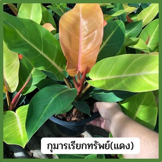 ต้นฟิโลเดรนดรอน  ต้นกุมารแดงเรียกทรัพย์  เชอรี่เรด (Philodendron) ส่งพร้อมกระถาง