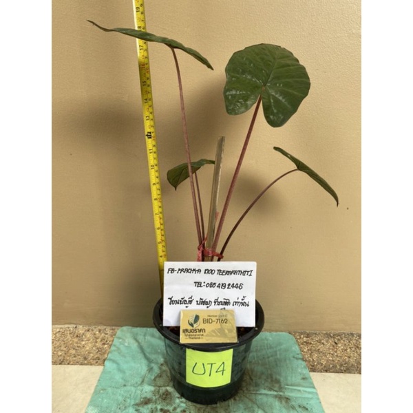 Alocasia Yucatan Princess