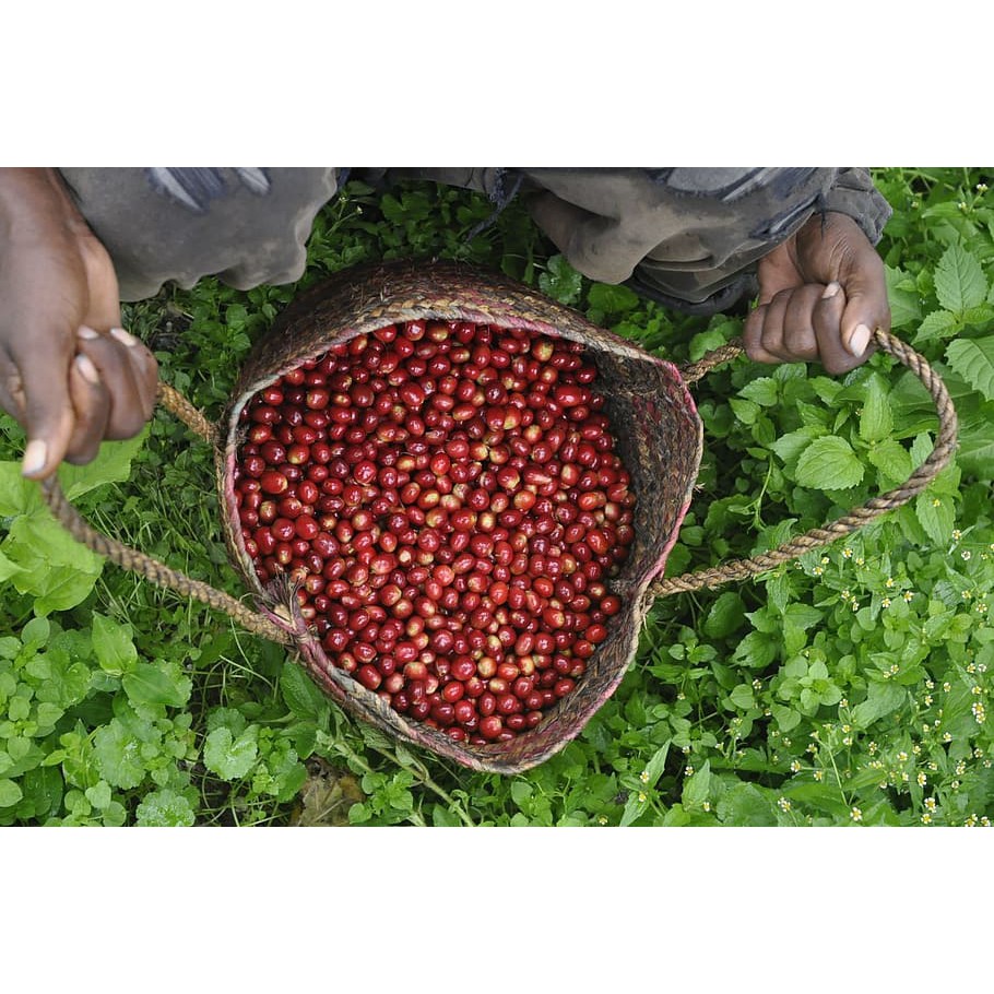 กาแฟคั่วบด อราบิก้า ดอยช้าง Espresso Extra เกรด A /// 4 ถุง รวม  1 กก. /// คั่วใหม่ ทุกออเดอร์ Daniel's Artisan Roastery - รูปที่ 2