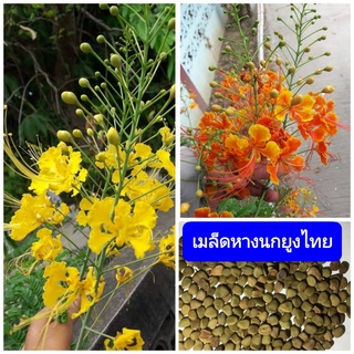 เมล็ดดอกไม้ เมล็ดหางนกยูงไทย เมล็ดชมพอ  2 สี.. สีส้ม สีเหลือง 1 ซองบรรจุ 30 เมล็ด (แยกสีให้ สีละ 15 เมล็ด)