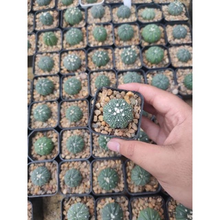 แอสโตร 🌵🌟🌵Astrophytum 🌵🌟🌵