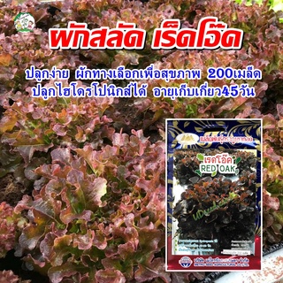 เมล็ดผักสลัดเร็ดโอ๊ค (Red Oak) 200 เมล็ดโดยประมาณ (เมล็ดพันธุ์ผัก เมล็ดพันธุ์พืช ผักสวนครัว ตราภูเขาทอง)