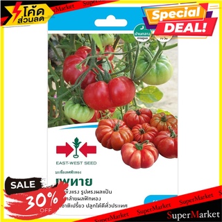 มะเขือเทศฟักทอง เพทาย ศรแดง เมล็ดพันธุ์ TOMATO SEED EAST-WEST SEED PHEYTHAI ต้นไม้และเมล็ดพันธุ์