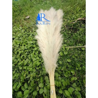 Rarin Sale++ดอกเลา สีทองธรรมชาติ (ตัดใหม่)สวยฟู ก้านใหญ่ (จำนวน 5 ก้าน) ขนาด 50-80 cm. ดอกรวมก้าน เป็นดอกไม้ธรรมชาติ