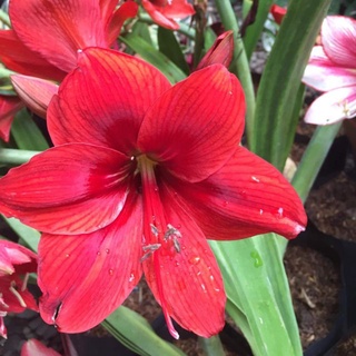 1 หัวว่าน ว่านสี่ทิศฮอลแลนด์ Amaryllis carina 18-24 ซม สินค้านำเข้า แช่เย็นแล้ว