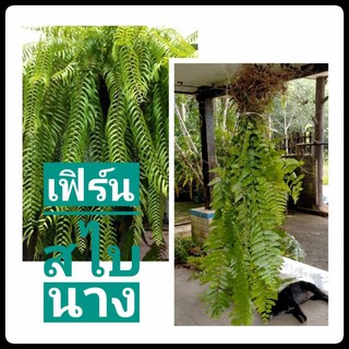 เฟิร์นสไบนาง (ก้านแข็ง)1มัดยาว60-90cm ( รับประกันความสด)