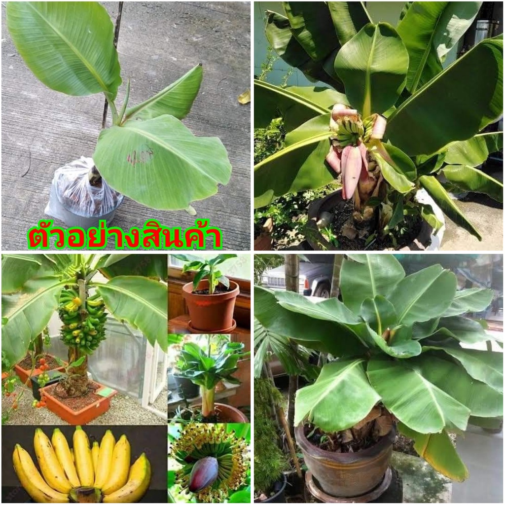 (ขาย ต้นพันธุ์) ต้น กล้วยหอมแคระ ต้นกล้วยหอมแคระ ต้นกล้วย Kanokwan