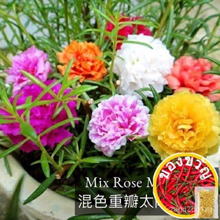 【Ready Stock】SD09 Mix Colour Japanese Rose Rose Moss Flower Seed Bunga Rose Jepun Benih Bungaเมล็ดทานตะวันสองกลีบผสมหมวก