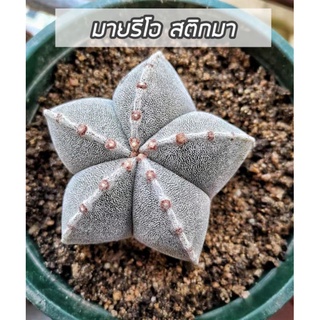 [ถูกที่สุด]แคคตัสมารีโอ้ Astrophythum myriostigma แอสโตรไฟตัม ไมริโอสติกมา cactusกระบองเพชร 🌵