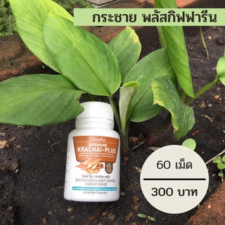 ส่งฟรี!! กิฟฟารีน กระชายขาวสกัด Giffarine กระชายขาว-พลัส สมุนไพรกระชายขาว ผสม กระชายผง เบต้า-กลูแคนจากยีสต์ ซิงก์