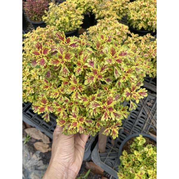 ฤษีผสมใบเล็กสวยมาก ไม้แดดจัด ไม้น่ารักผสมสีสวย จัดส่งทั้งกระถาง 6 นิ้ว