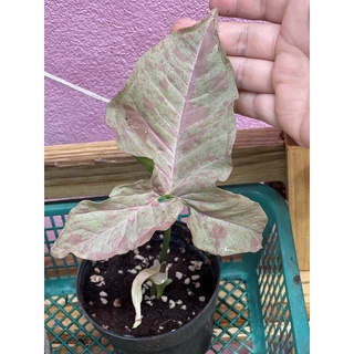 Syngonium pink spot ออมชมพูลายจุด ออมชมพูด่าง🌸🌺