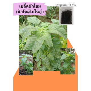 เมล็ดผักโขม 20บาท 10กรัม (ผักโขมใบใหญ่)