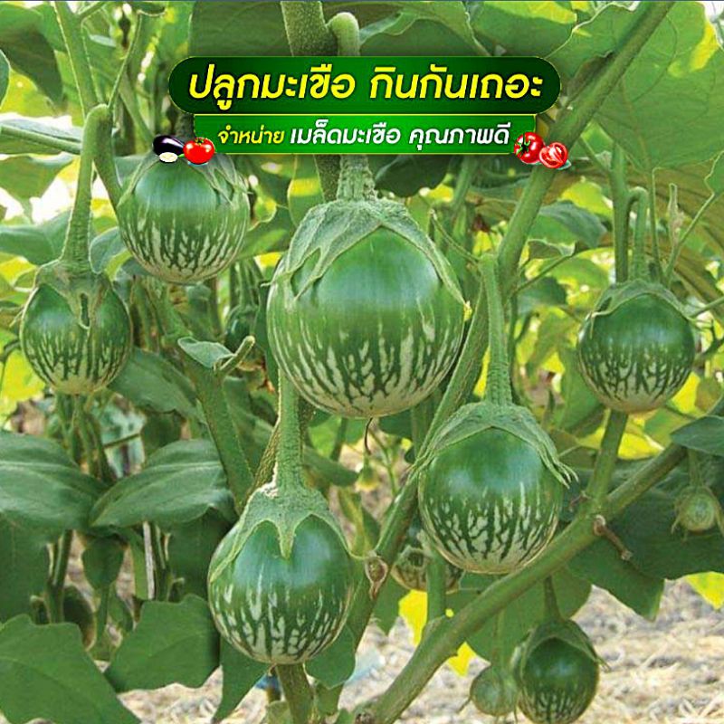 มะเขือเปราะคางกบ ปลุกง่าย โตไว( 10 ซอง แถม 1 ซองคละได้) - รูปที่ 2