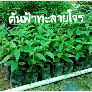 🌿   ต้นกล้าสมุนไพรฟ้าทะลายโจร🌿พร้อมปลูก 🌿ต้นละ 20 บาท 🌿ซื้อ 10 ต้น รับฟรี อีก 1 ต้น🌿ขั้นต่ำ2ต้นขึ้นไป