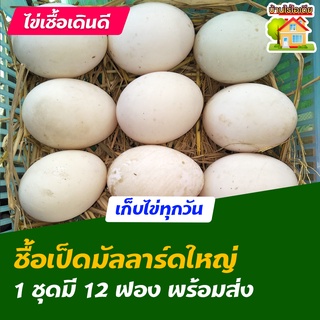 ไข่เชื้อเป็ดมัลลาร์ดใหญ่ สำหรับการฟัก 12 ฟอง