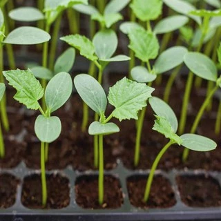 เมล็ดแตงกวา 15 เมล็ด 🌱 ซื้อ 10 แถม 2 คละได้ 💥 เลือกของแถมได้ คิดถึงเมล็ดผัก คิดถึง skinsun