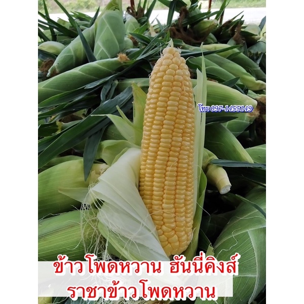 เมล็ดข้าวโพดหวาน ฮันนี่คิงส์ #ราชาข้าวโพดหวาน ราคา ถูกที่สุด ดีลบีเคเค แกลเลอรีภาพที่ 2
