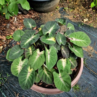 🌱ทรอปปิคอลสตรอม colocasia tropical storm