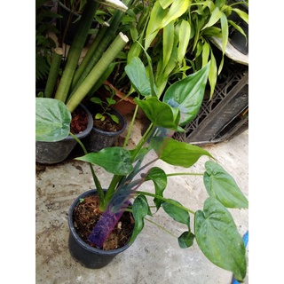 นางกวัก2ต้นใน1กระถาง สูงเกิน30ซม.