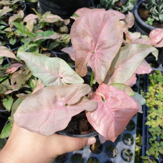 (เลือกต้นได้)ต้นออมชมพู Pink syngonium กระถาง 4 นิ้ว