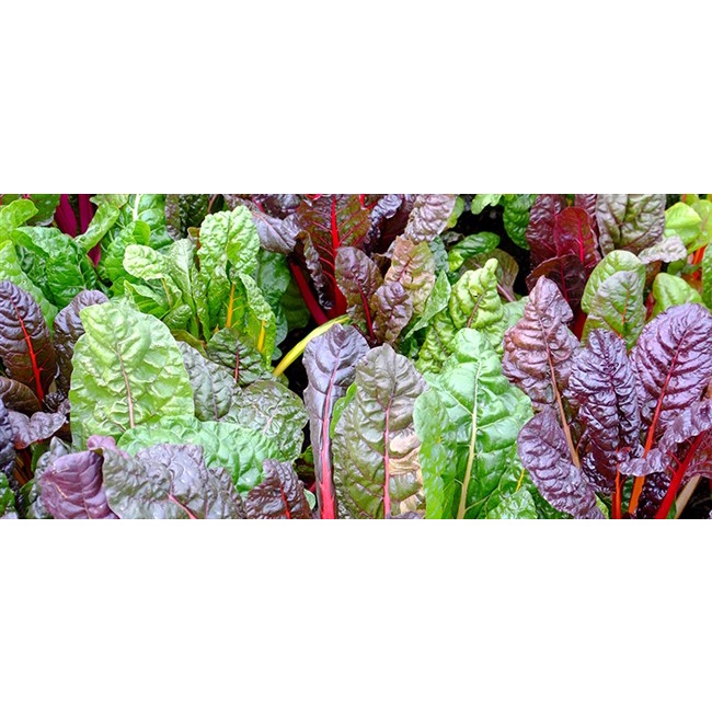 ต้นกล้าสวิสชาร์ด(Swiss chard) พร้อมปลูก กล้าละ 12บาท