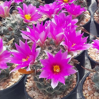 เมล็ดกระบองเพชร แมมชูแมน (mammillaria schumannii)