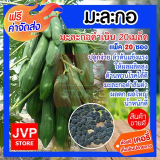 **ส่งฟรี**มะละกอดำเนิน 20เมล็ด มีให้เลือกแพ็ค 1-20ซอง (Papaya seeds) ปลูกง่าย ลำต้นแข็งแรง ให้ผลผลิตสูง ต้านทานโรคได้ดี