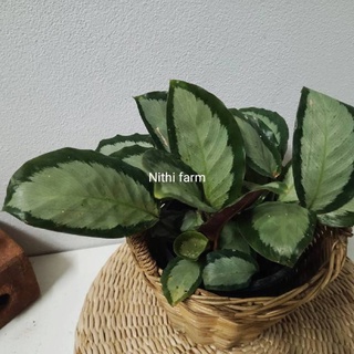 ต้นคล้าใบเงิน (Calathea picturata )ไม้ใบสวย ฟอกอากาศ