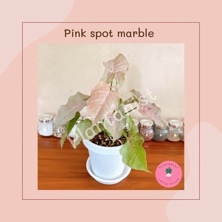 (ราคาโปรโมชั่น‼️) ออมชมพู Pink Spot Marble - syngonium - ชมพูหวานเจี๊ยบๆ ไม้มาแรง น่าสะสม