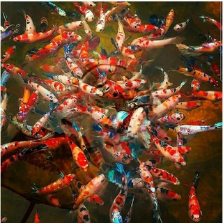 2  CUPANG PLAKAT MALE/female koi fancy marble grade bluerim