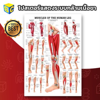 โปสเตอร์วิทยาศาสตร์ Anatomy ระบบกล้ามเนื้อขา Muscle of the Human Leg Chart