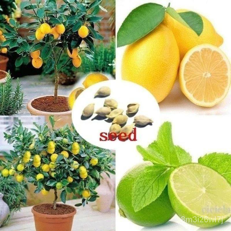 （เมล็ดพันธุ์ ถูก คละ）ปลูกง่าย 20 PCS Lemon Bonsai Lemon Tree Seed Rare Fruit Tree for Home Garden Co