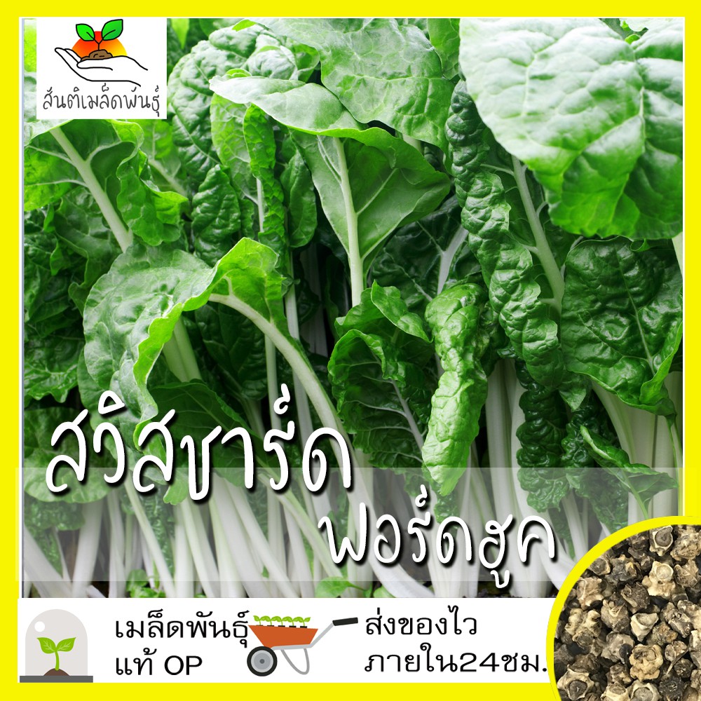 เมล็ดพันธุ์ สวิสชาร์ด ฟอร์ดฮูค 100 เมล็ด Fordhook Swiss Chard Seed เมล็ดพันธุ์แท้100% นำเข้าจากต่างประเทศ ปลูกผัก โตไว