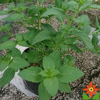 ต้นเปปเปอร์มิ้นต์ ใบหอม มิ้น rmint ในถุงดำ 5.5 นิ้ว ต้นมิ้น กลิ่นคล้ายยาสีฟัน