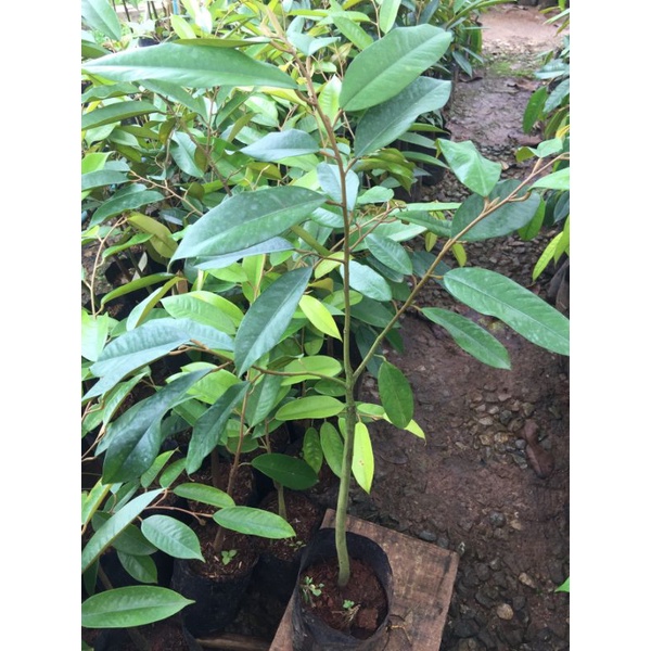 หนามดำหรือโอวฉีต้นทุเรียนเสียบยอด มี2ขนาดให้เลือกค่ะ🌳🌱