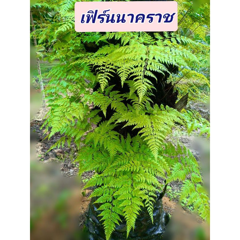 เฟิร์นนาคราช ไม้สดๆ 🌱🌿 มัดละ 10 ต้น