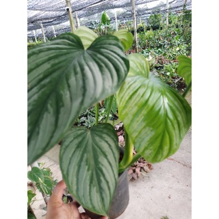 0ฟิโลเดนดรอนมามิอายซิลเวอร์คราวด์ Philodendron Mamei Silver Cloud